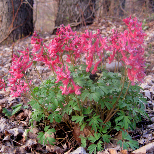 Corydalis solida